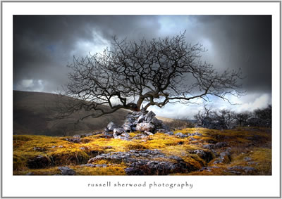 Tree, Rocks and Clouds